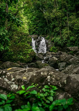 Waterfall in Lush Green Forest