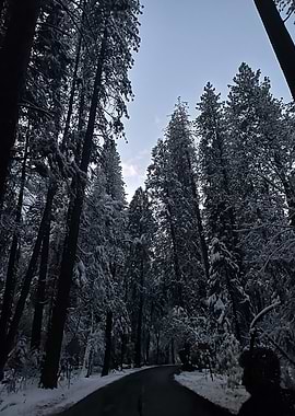 Snowy Forest Road