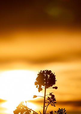 Flower Silhouette at Sunset