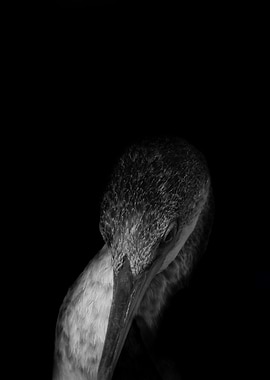 Cormoran Monochrome Portrait