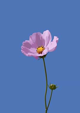 Pink Cosmos Flower Against Blue Sky
