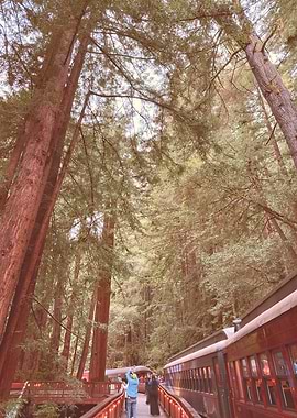 Train in Redwood Forest, California