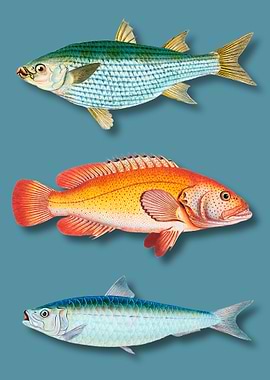 Vintage Fish Illustration on Blue Background