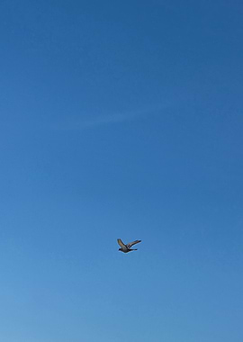 Bird Flying in a Blue Sky