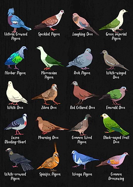Pigeon and Dove Species