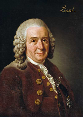 Portrait of Carl Linnaeus