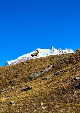 Ibex on Mountain Slope with Snow