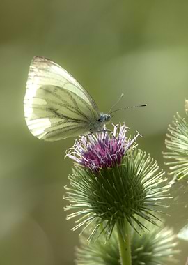 Butterfly on a Thistle Flower