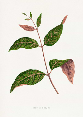 Botanical Illustration of Bochives Mutans Plant