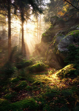 Sunlit Mossy Forest Landscape