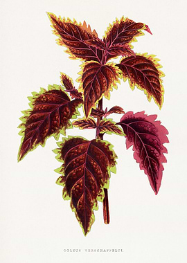 Coleus Verschaffeltii Botanical Illustration