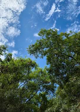 Blue Sky Framed by Green Trees and Soft Clouds