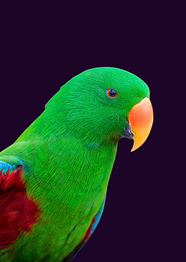 Green Parrot Portrait on Dark Background