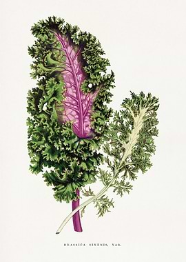 Brassica Sinensis Var. Botanical Illustration