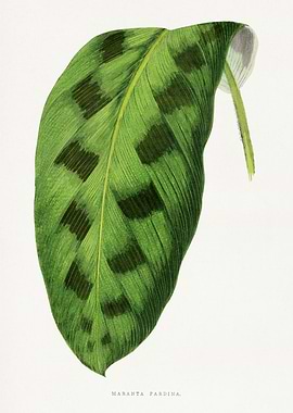 Maranta Pardina Leaf Illustration