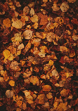 Autumn Leaves on Ground
