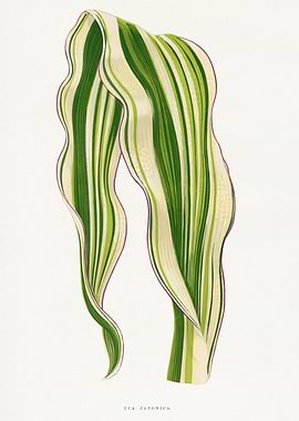 Zea Japonica Plant Illustration