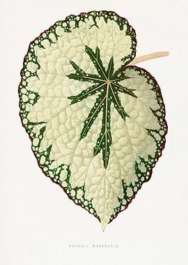 Begonia Marsheall Leaf Illustration