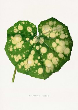 Farfugium Grande Leaf Illustration