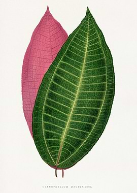 Cyanophyllum Magnificum Leaves Botanical Illustration