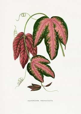 Passiflora Trifasciata Botanical Illustration