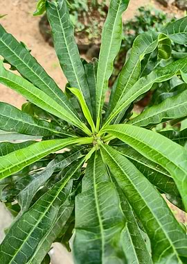 Fresh Green Leaves in a Radiating Pattern