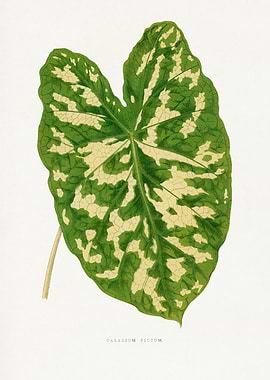 Caladium Pictum Leaf Illustration