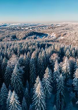 Snowy Forest Aerial View