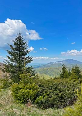 Mountain Landscape with Evergreen Trees