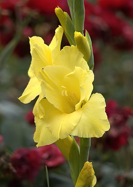 Yellow Gladiolus Flower Close-Up