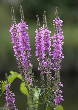 Purple Loosestrife Flowers