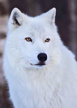Portrait of a White Arctic Wolf