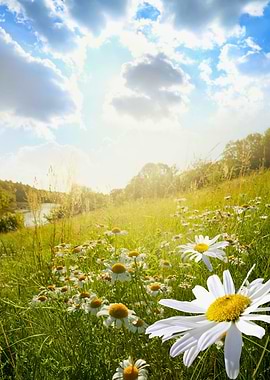 Daisy field under a sunny sky