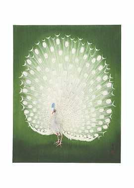 White Peacock with Green Background