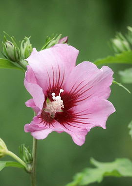 Pink Hibiscus Flower Close-Up