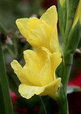 Close-up of Yellow Gladiolus Flower