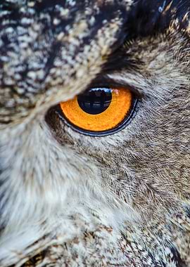 Intense Owl Eye Close-Up
