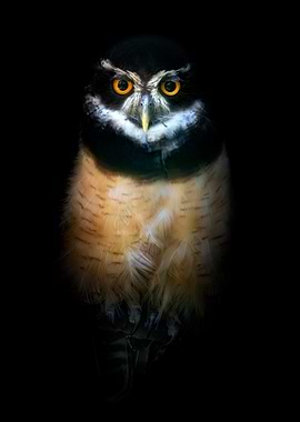 Spectacled Owl Portrait on Black Background