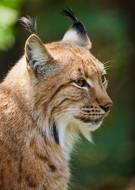Lynx Portrait: Majestic Wild Cat