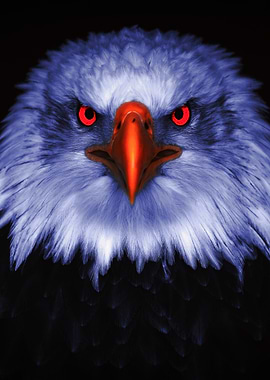 Eagle with Red Eyes
