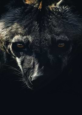 Close-up of a Hyena's Face