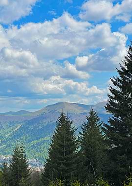 Mountain View with Pine Trees