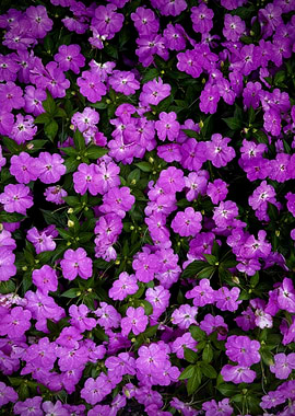 The Bright Purple Field