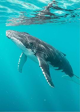 Humpback Whale Underwater