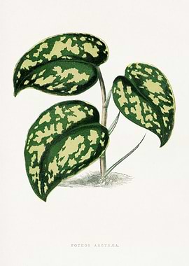 Pothos Argyraea Plant Illustration