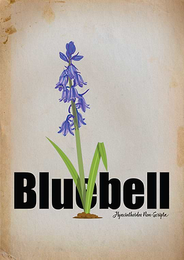 Quiet Renewal: Bluebell Botanical Illustration