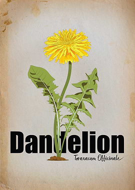 Resilient Bloom: Dandelion Botanical Illustration