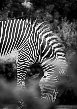 Black and White Zebra Abstract Fine Art