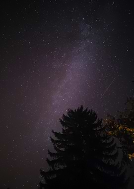 Night Sky with Milky Way and Tree