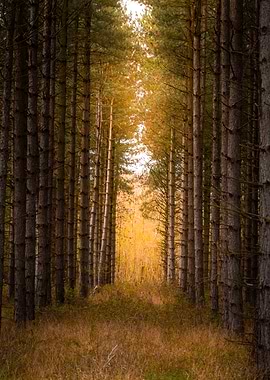 Forest Path with Golden Light